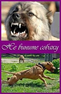 Постер «Не вините собаку»